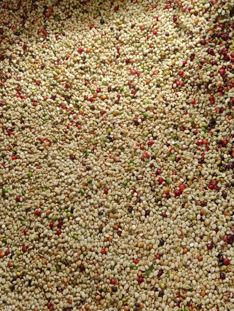 MESA VERDE - Ricardo Jaramillo + Tio Conejo: Colombia (limited edition microlot)